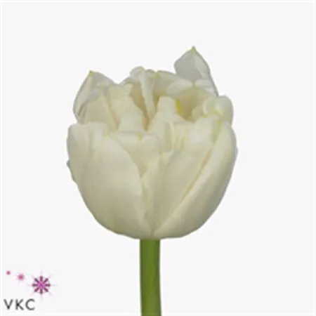 Tulipa Du Northcap