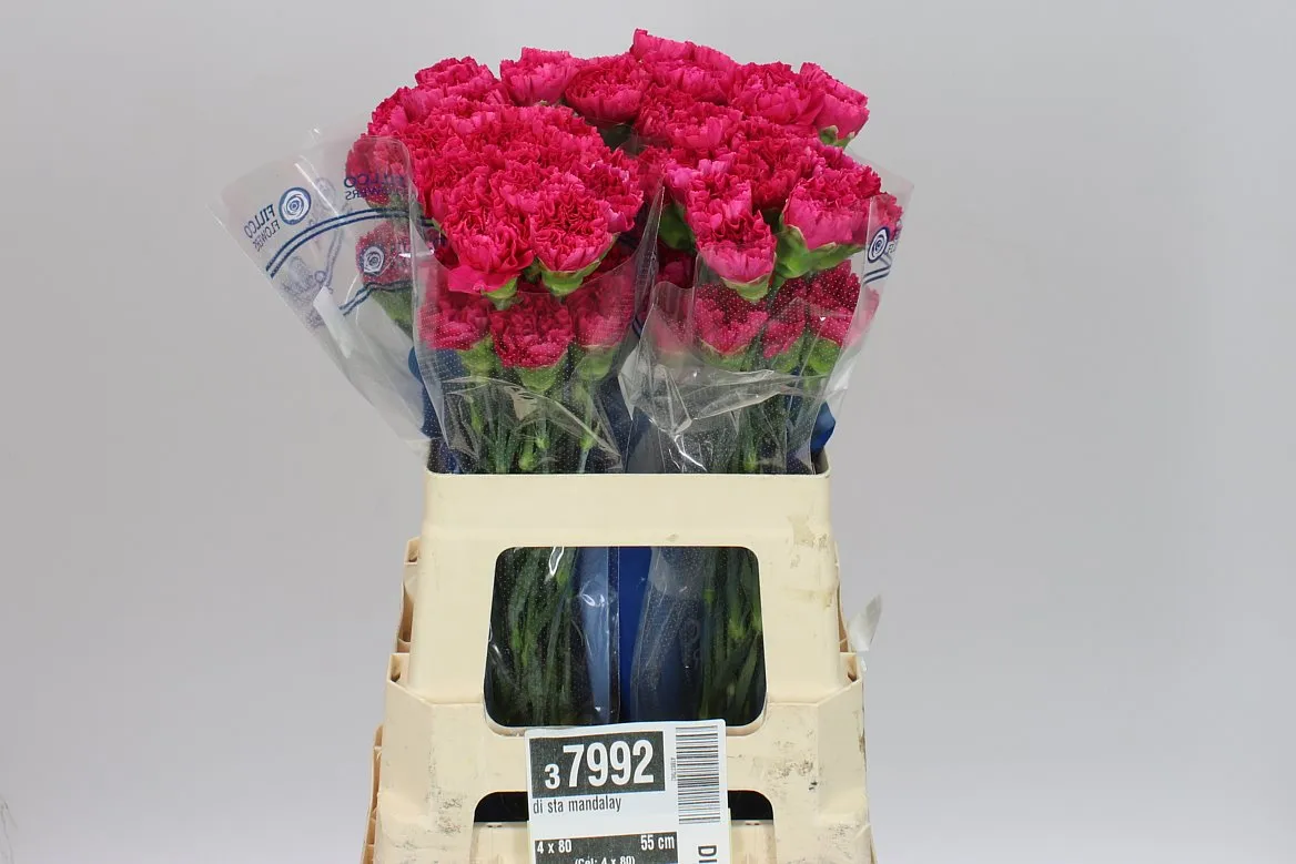 Di Sta Cerise • 55 cm
