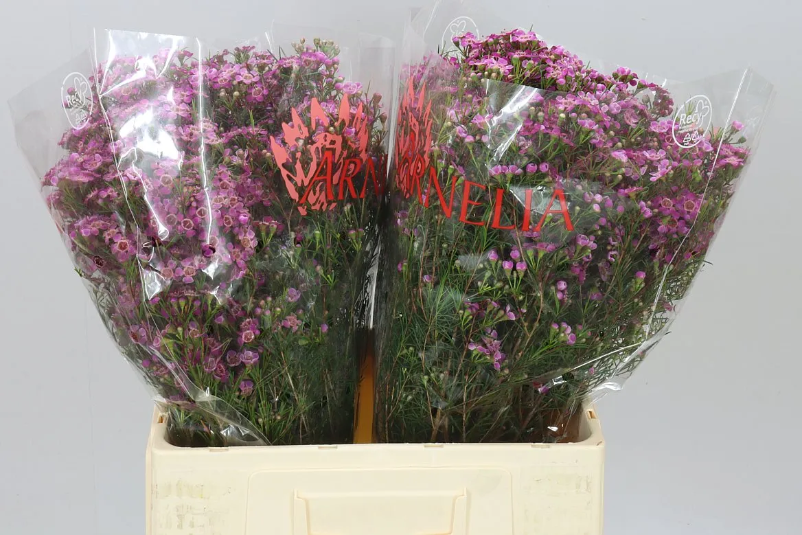 Chame Purple Rain • 60 cm