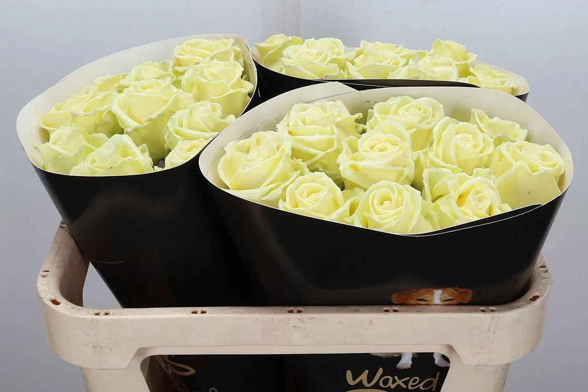 R Wx Creme W9 • 70 cm