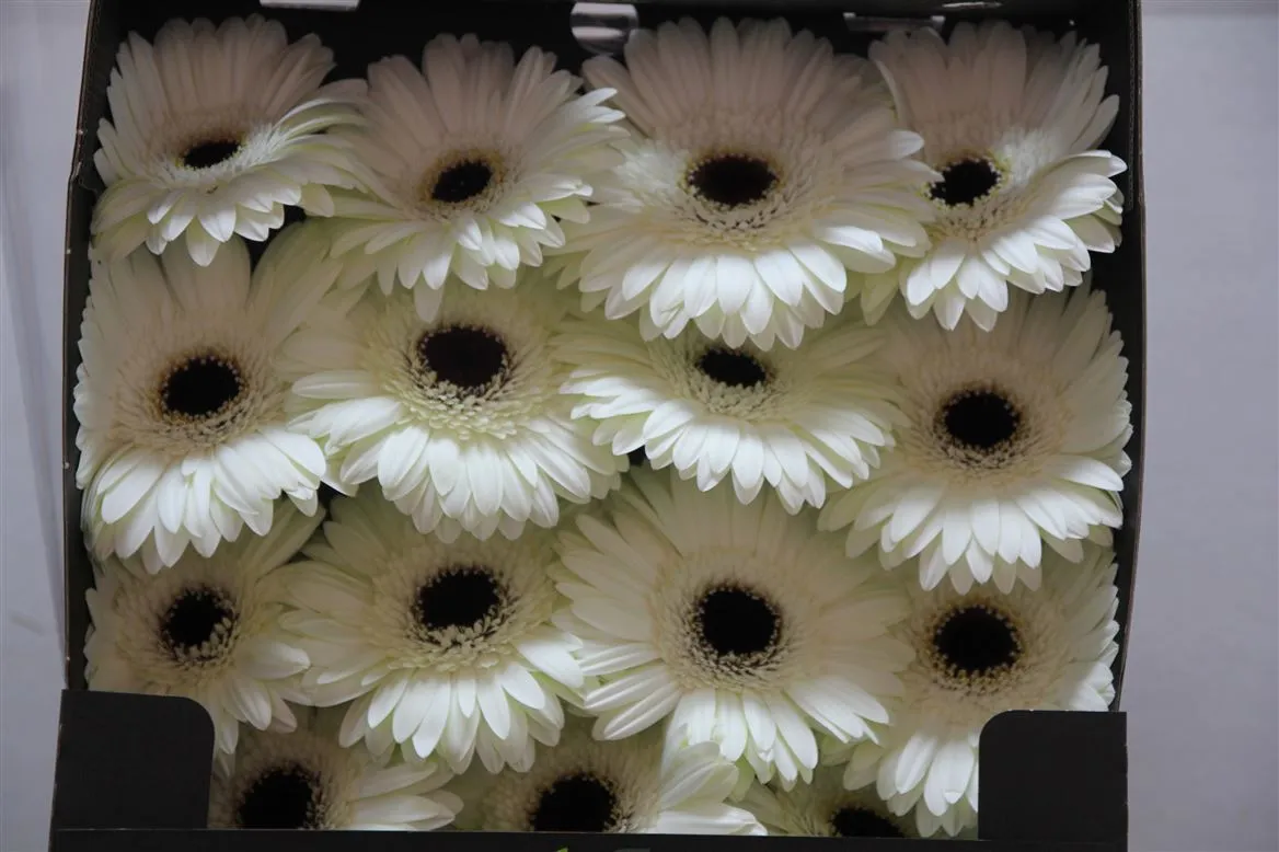 Gerbera Diamond White House • 55 cm