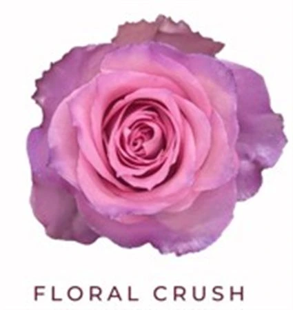 Ruža farbená Floral Crush, Ekvádor • 50 cm