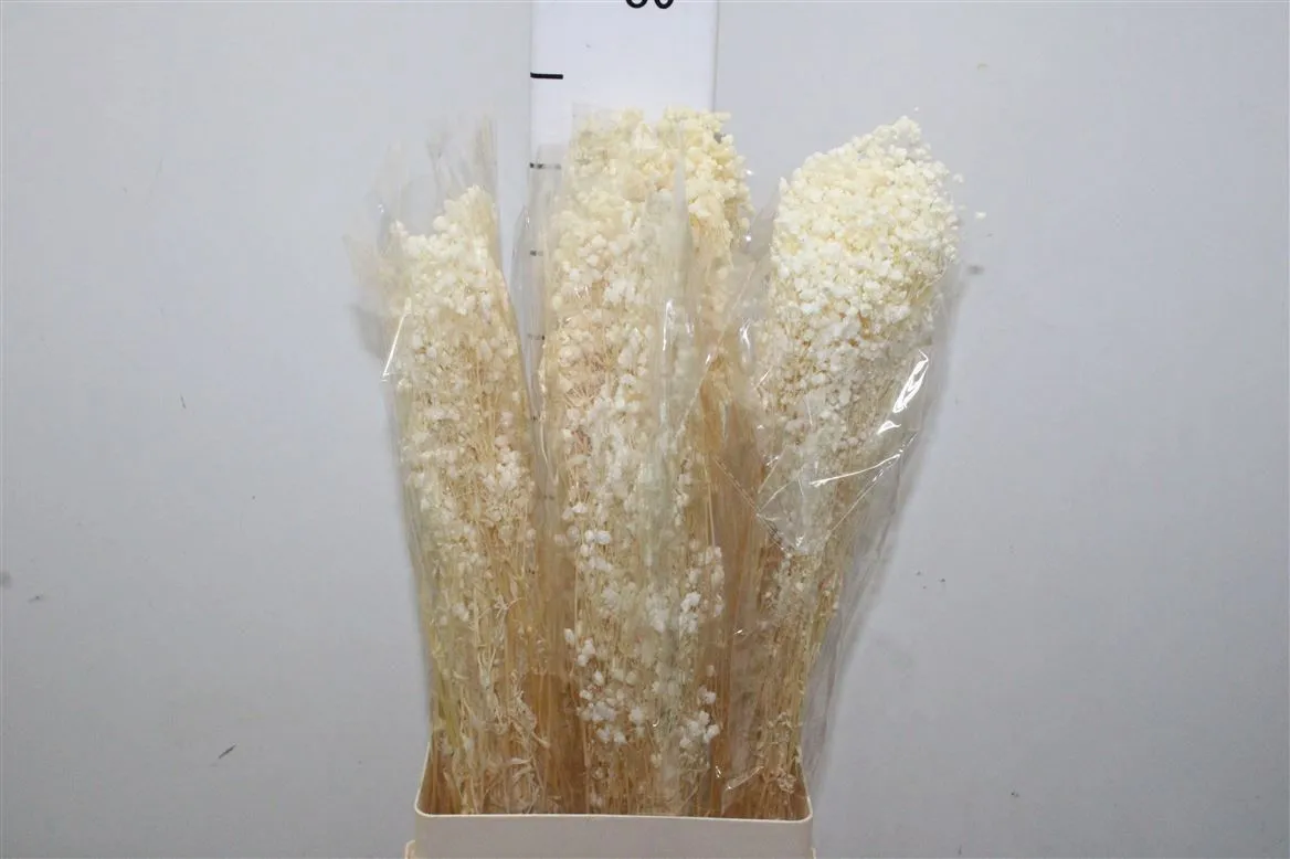 Dried Gyps Bleached • 70 cm