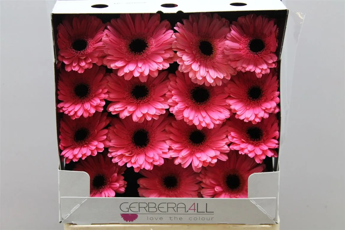 Gerbera Diamond Pre Intenzz • 55 cm