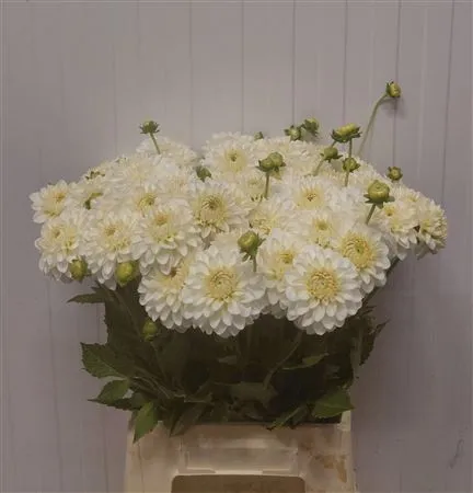 Dahlia Snow Cap • 45 cm