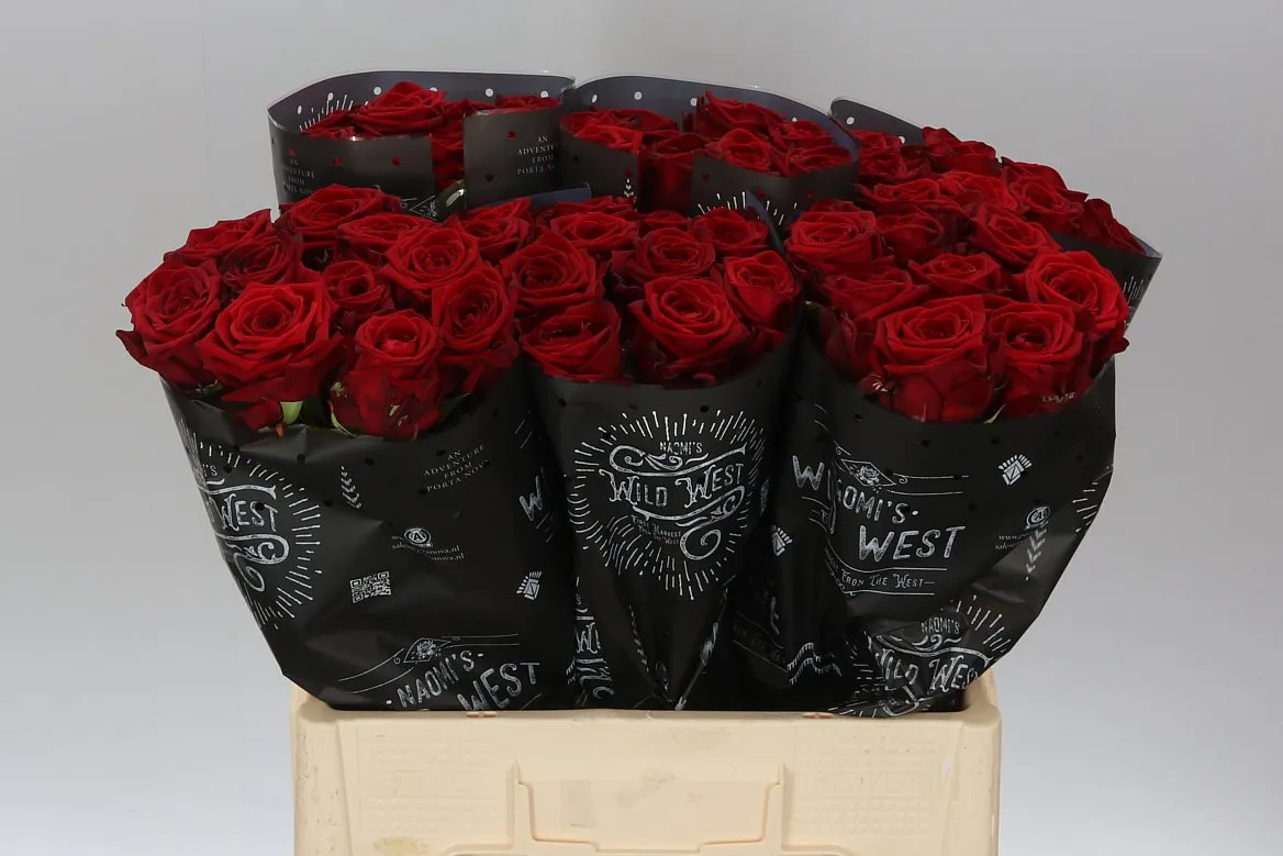 Ruža Red Naomi Wild West • 60 cm