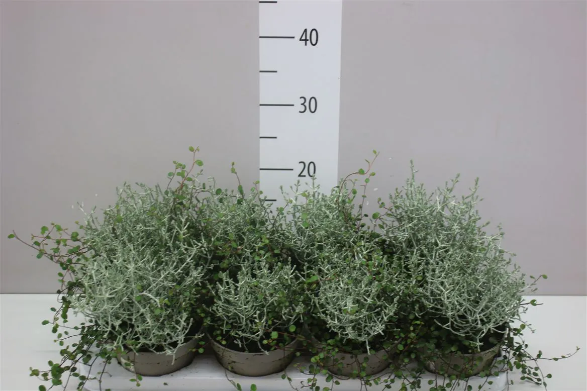 Calocephalus/muehlenbeckia X • črepník 13 cm