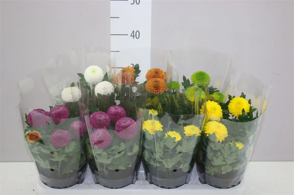 Chryzantéma črepníková Flowerpops mix • črepník 14 cm