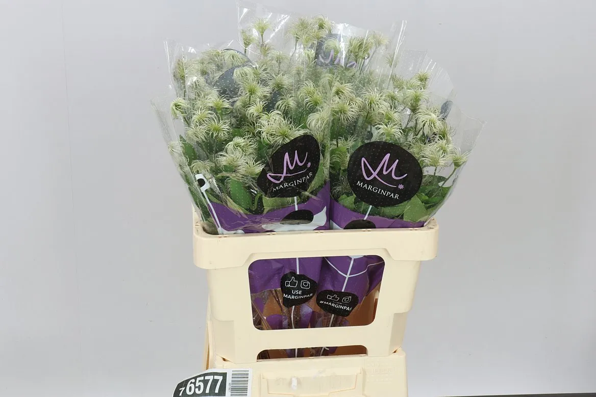 Clematis Amazing Kibo • 60 cm