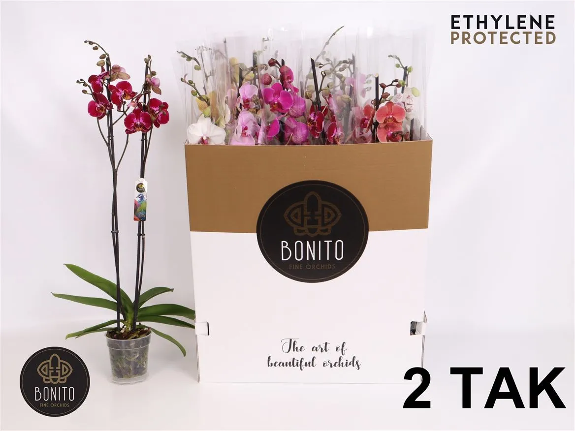 Orchidea Phalaenopsis mix, 2 výhony • črepník 12 cm