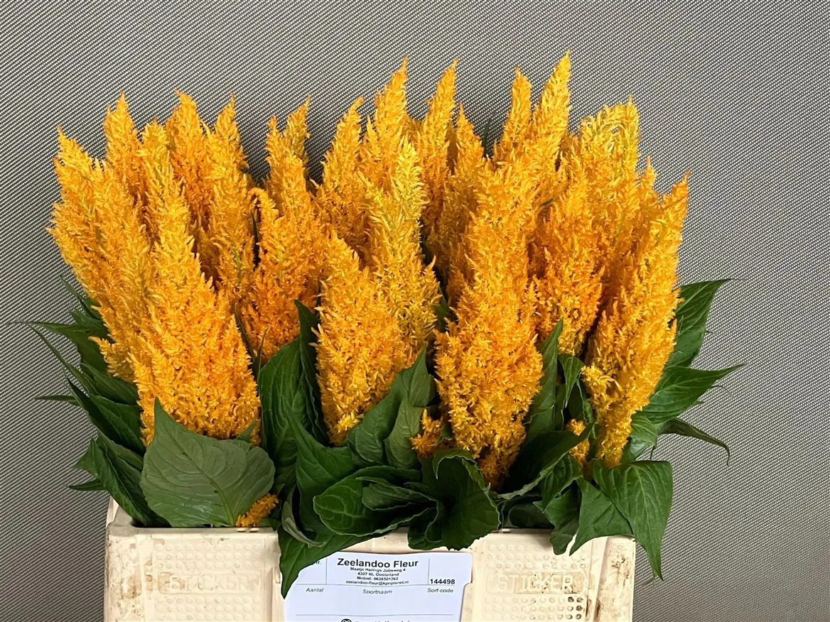 Celózia P Century Yellow • 55 cm