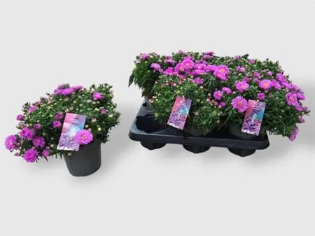 Aster D Alpha Pink • črepník 12 cm