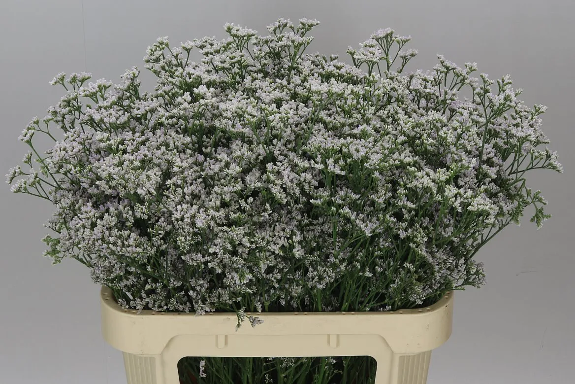 Limónium Casp White Neto • 80 cm