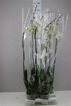 Phal Wit 2 Tak A2 • črepník 15 cm