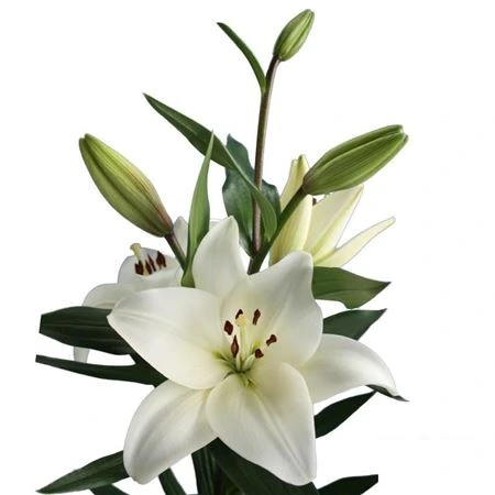 Ľalia LA White 3+ • 80 cm
