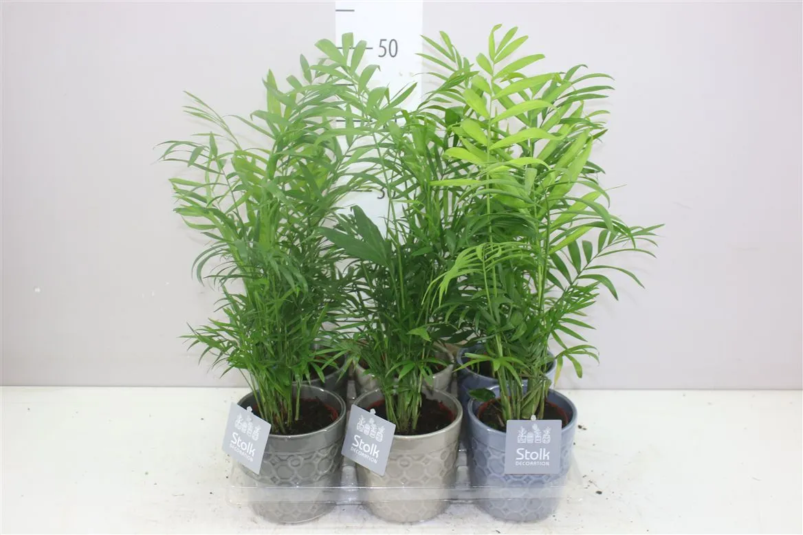 Chamaedorea Elegans Gaia Keramiek • črepník 13 cm