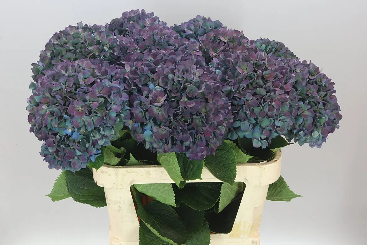 Hortenzia Pimpernel Classic • 80 cm