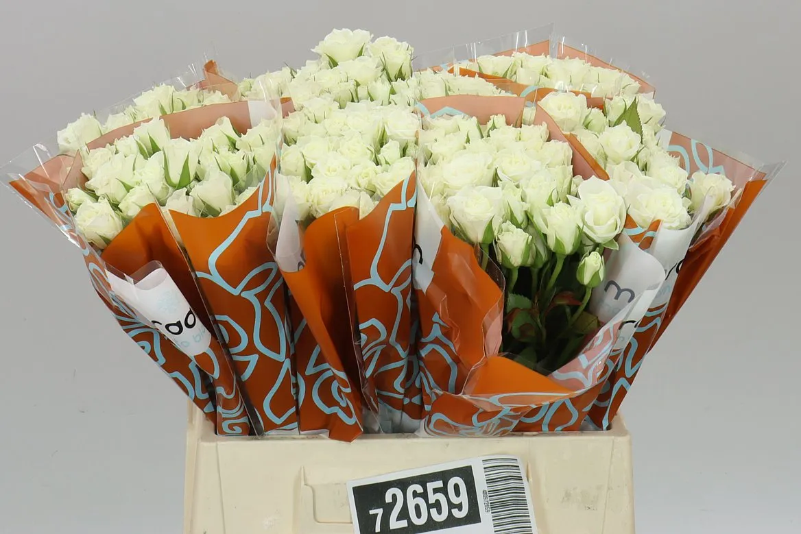 Rosa Tr Viviane • 40 cm