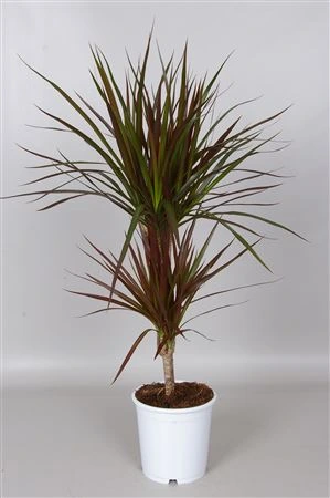 Dracéna Magenta 30-10 • črepník 17 cm