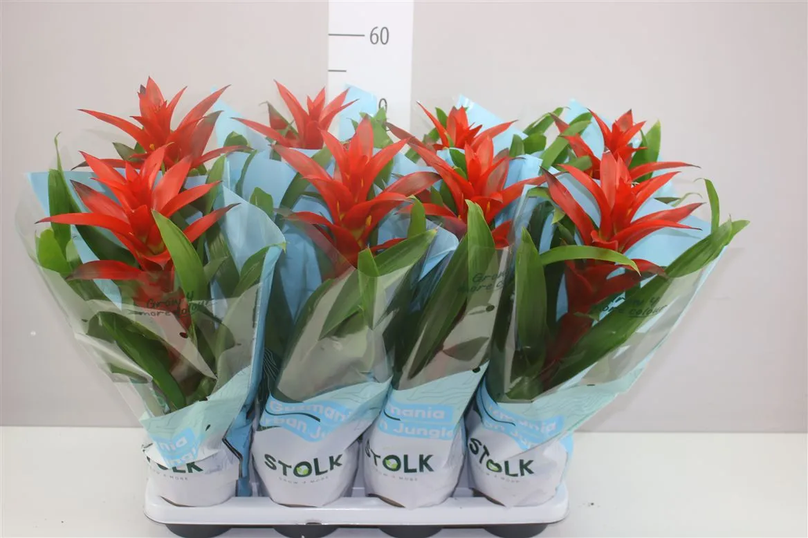 Guzmania Amoretto • črepník 14 cm
