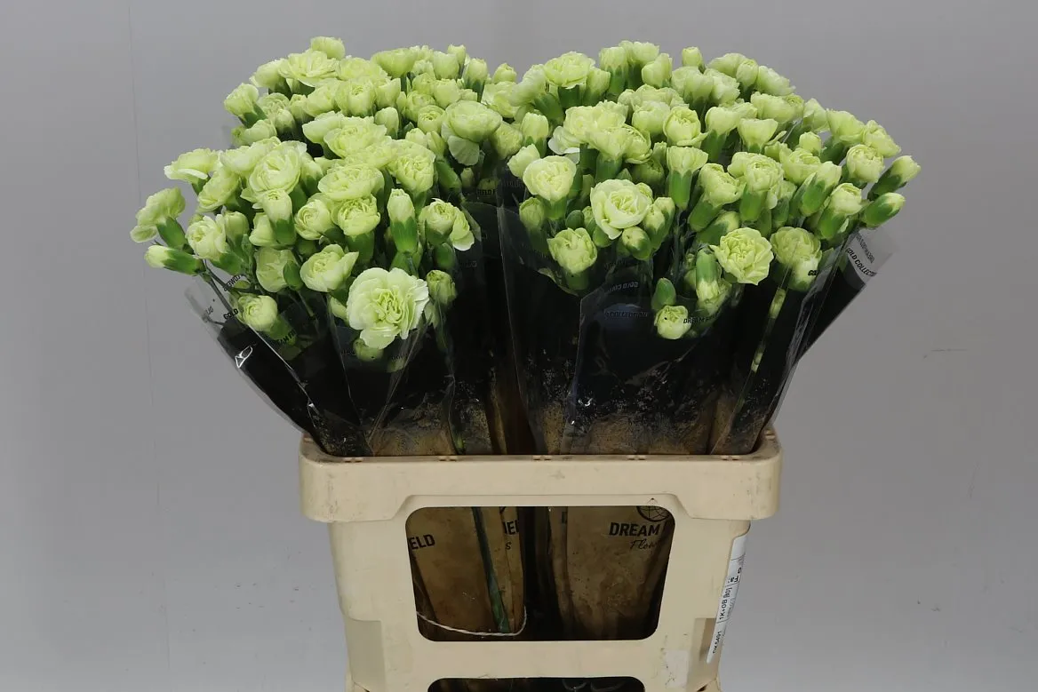 Di Tr Green X10 • 60 cm