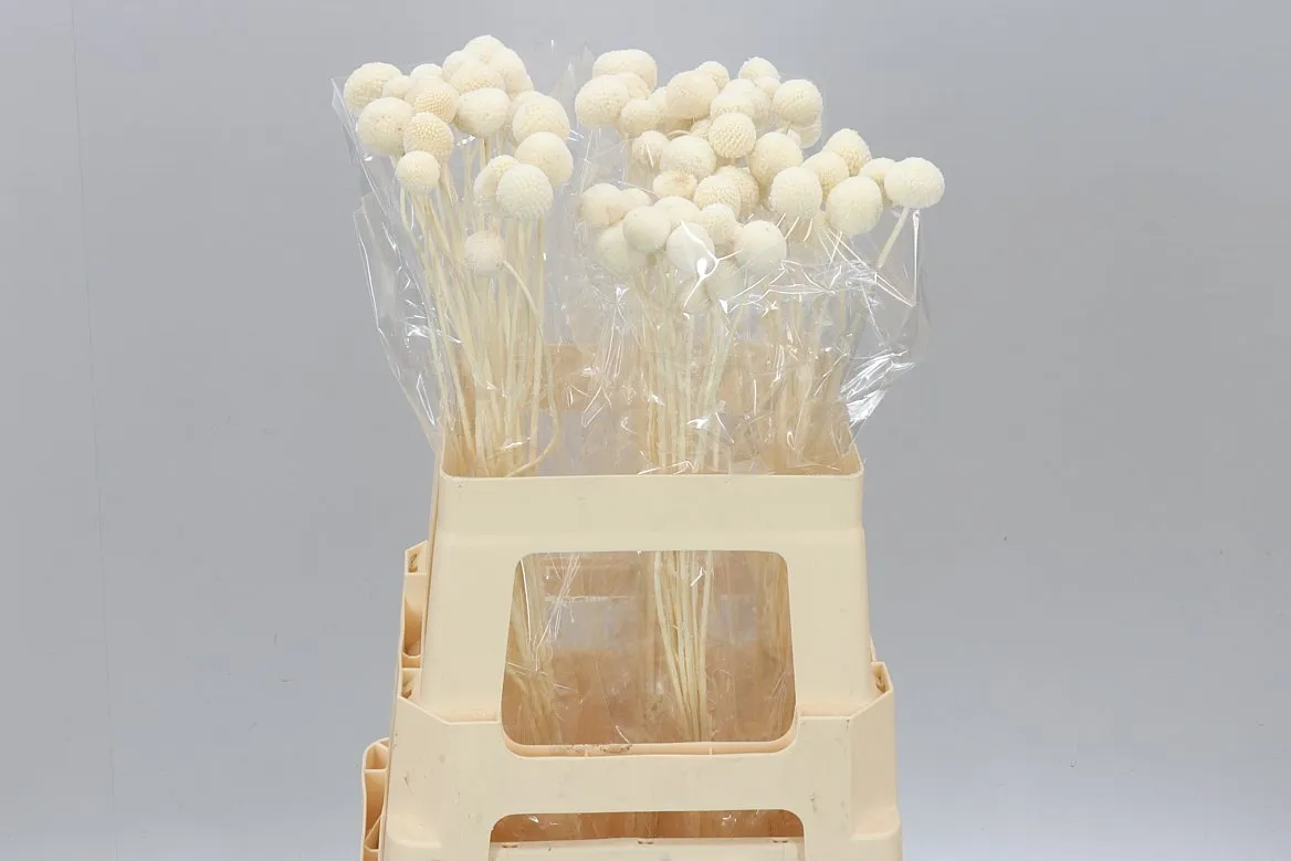 Dried Craspedia Bleached • 70 cm
