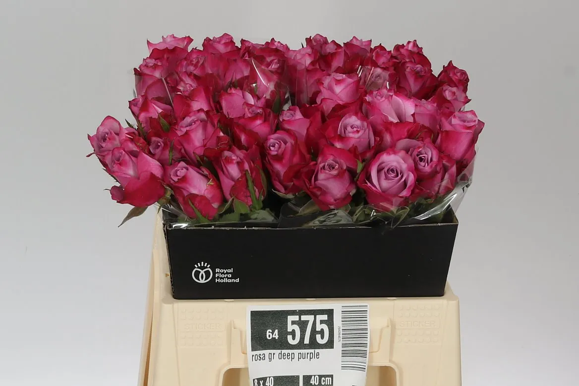 Ruža Deep Purple • 40 cm