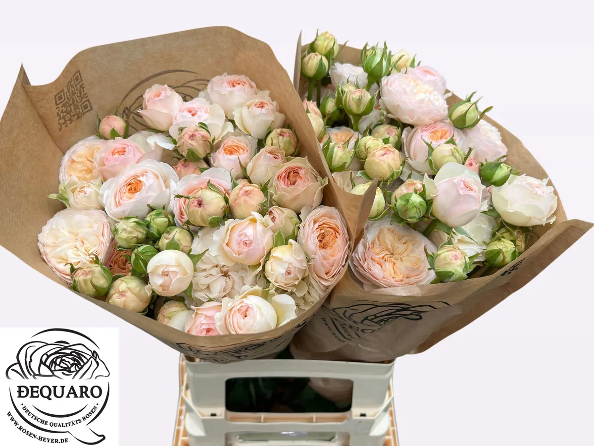 R Tr Grandma F Romy • 60 cm