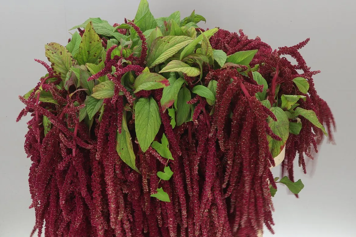 Amaranthus Ca Love Lies Bleeding • 85 cm