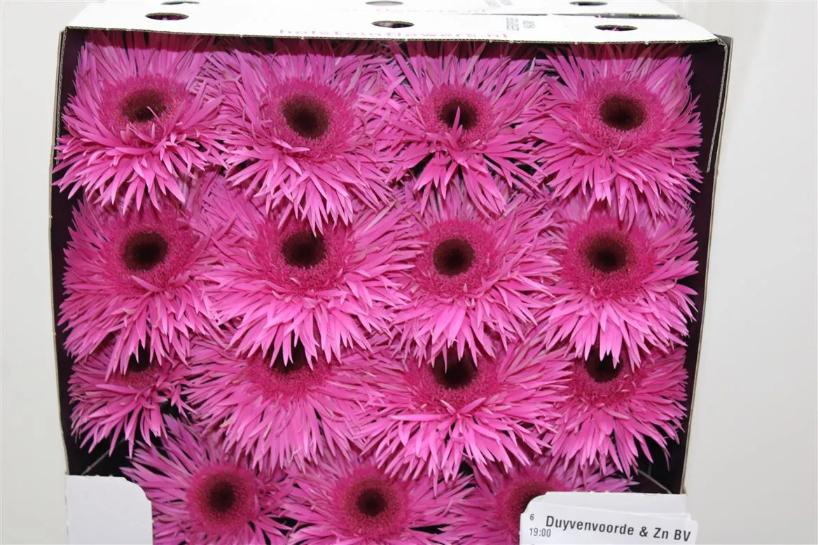 Gerbera Diamond Spider Naomi • 55 cm