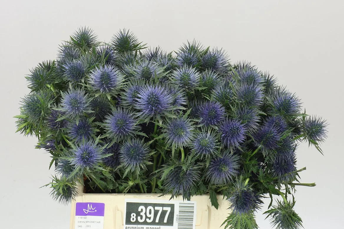Eryngium Magnet • 40 cm