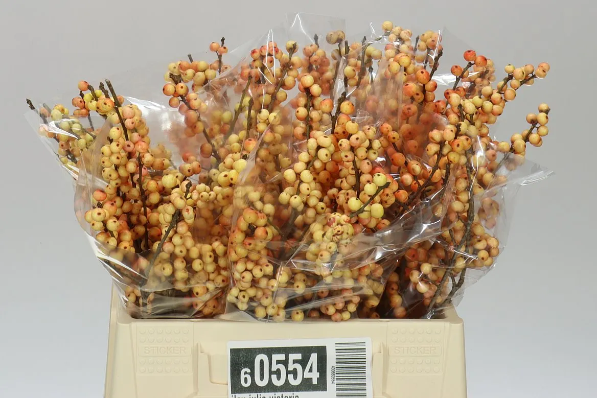 Ilex Julia Victoria • 40 cm