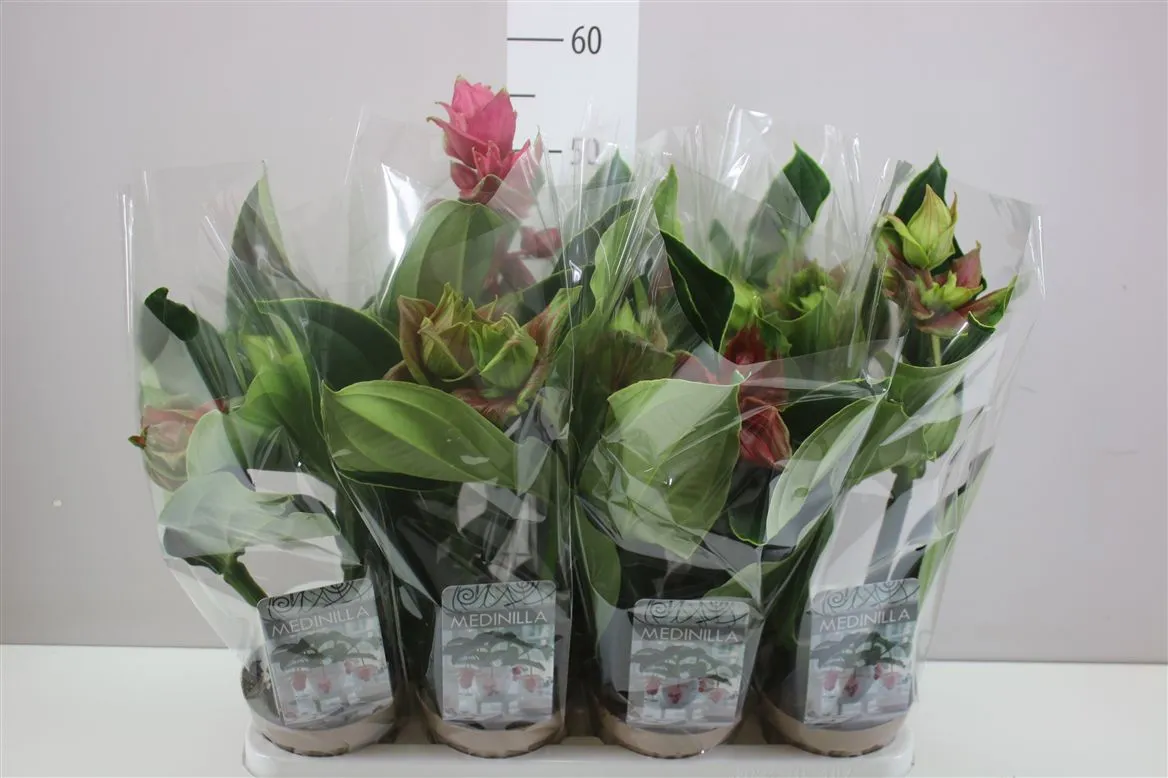 Medinilla Dolce Rossa 2+ A2 • črepník 14 cm