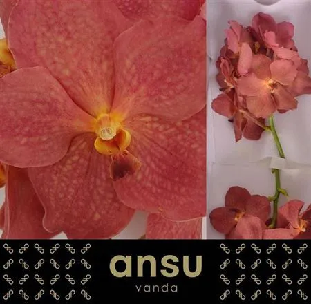 Orchidea Vanda Ni Salmon • 20 cm