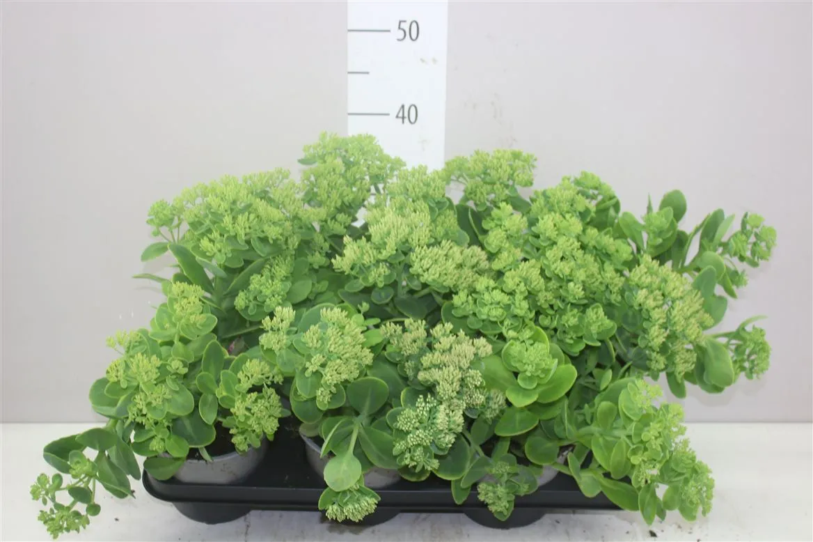 Sedum Telephium • črepník 15 cm