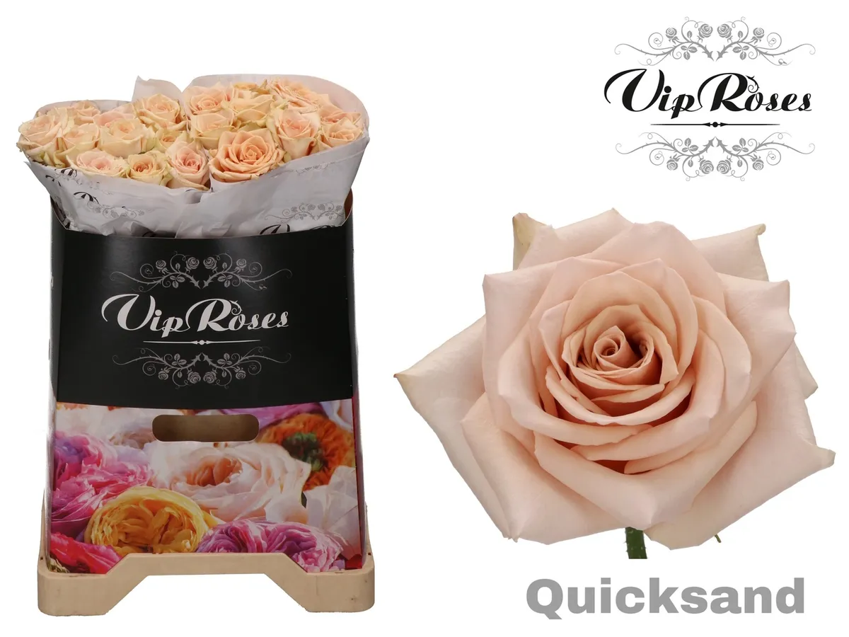 R Gr Quicksand X20 • 40 cm