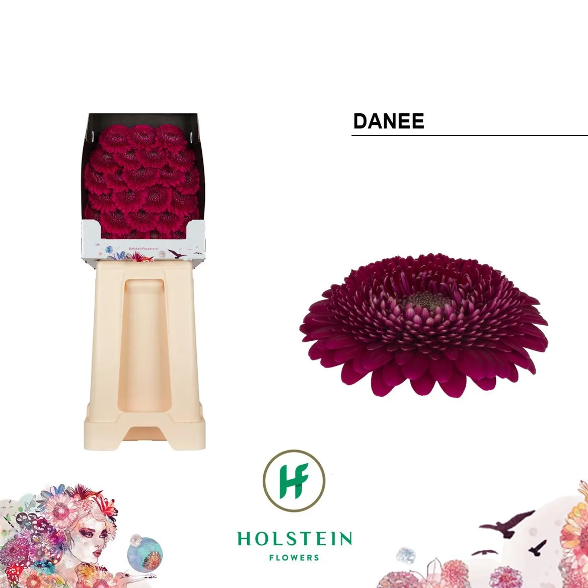Germini Diamond P Danee • 55 cm