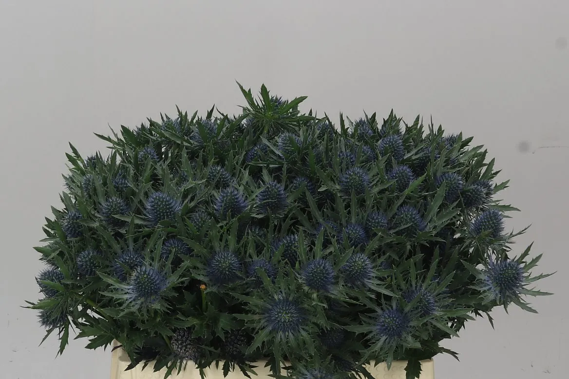 Eryngium Aqua • 50 cm