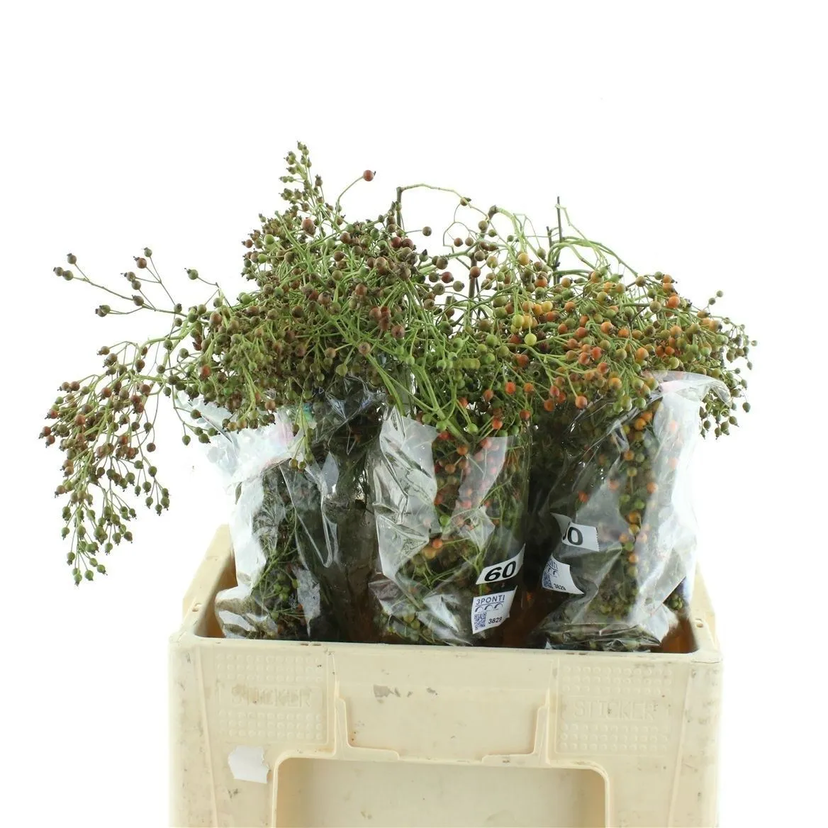 Rozenbottel Corallo • 60 cm