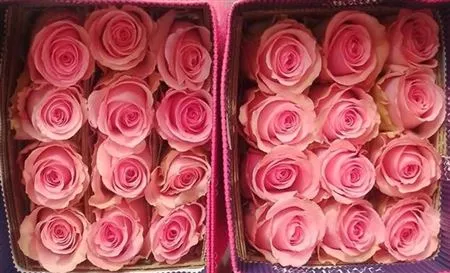 Rosa Gr Ec Flirty • 70 cm