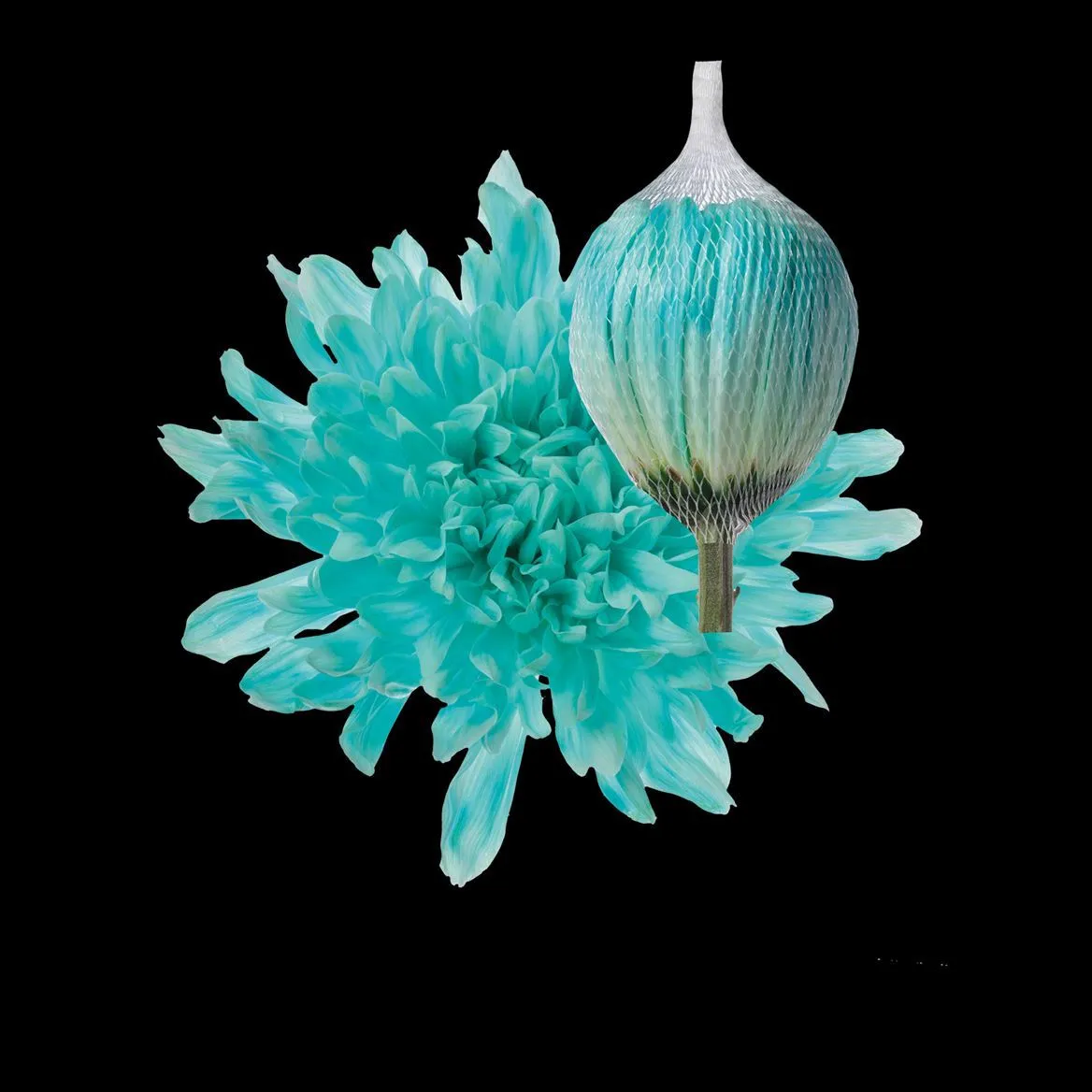 Chryzantéma veľkokvetá Antonov Pastel Mint • 70 cm