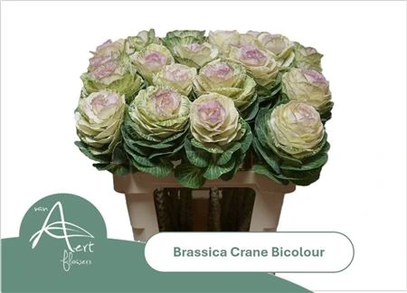 Okrasná kapusta Bicolour • 60 cm