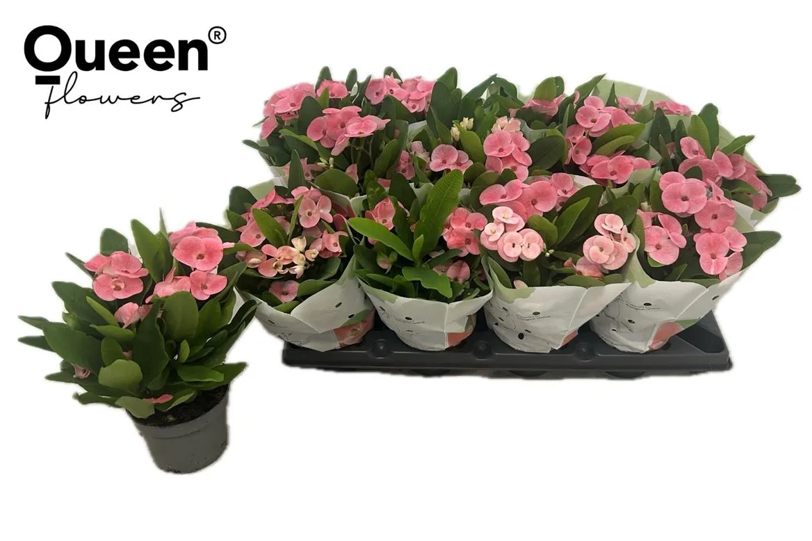 Euphorbia Mi Charlotte • črepník 10 cm