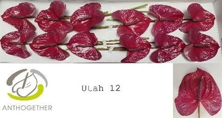 Antúrium Utah