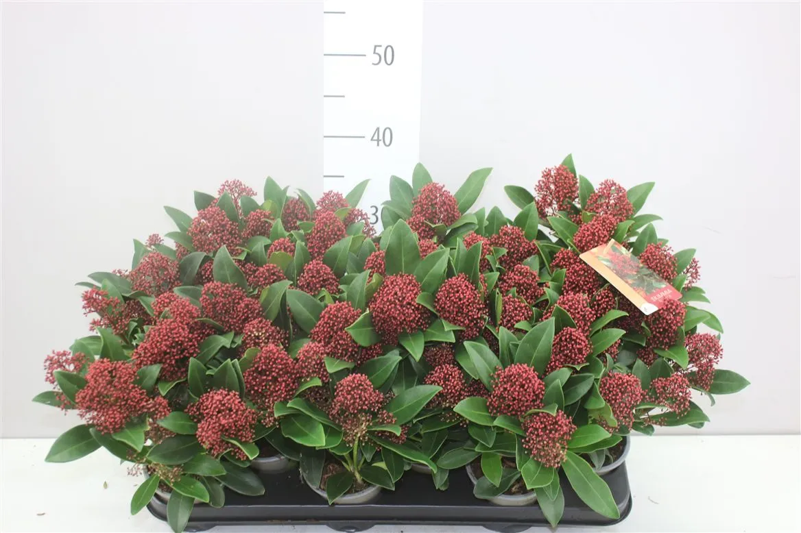 Skimmia Rubella 7+ • črepník 10,5 cm