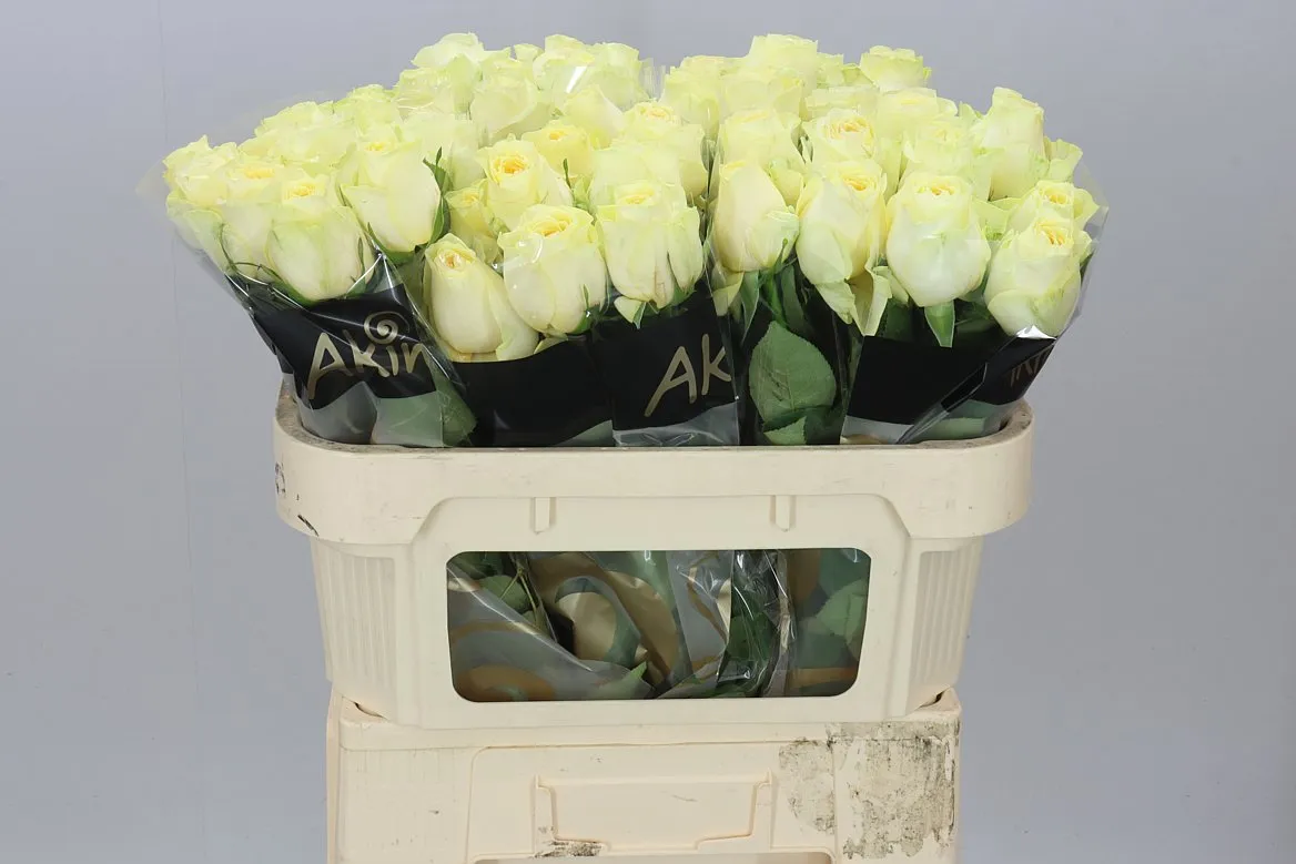 Ruža Buttercup • 70 cm