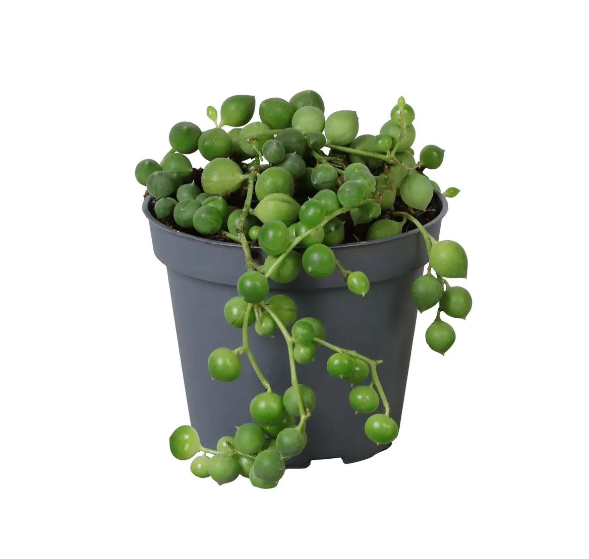 Senecio Rowleyanus • črepník 6 cm