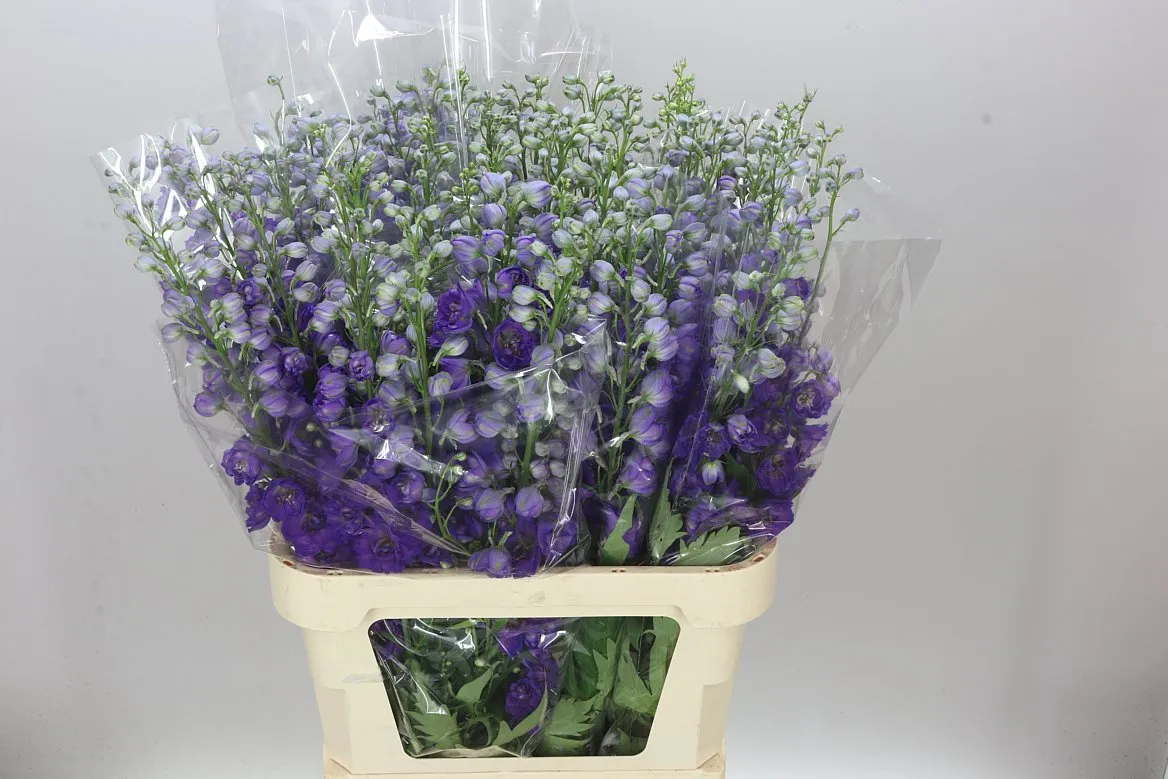 Delph El Jewel • 90 cm