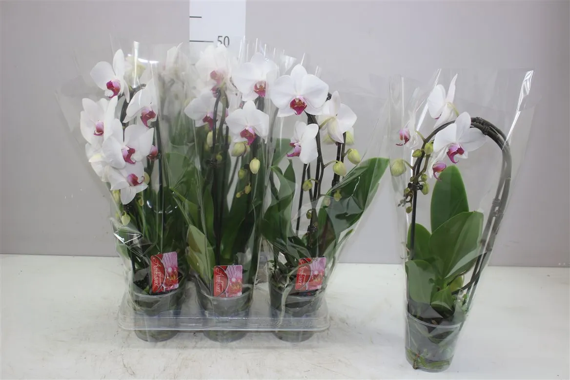 Phal Cascade Red Lips 2 Tak • črepník 12 cm