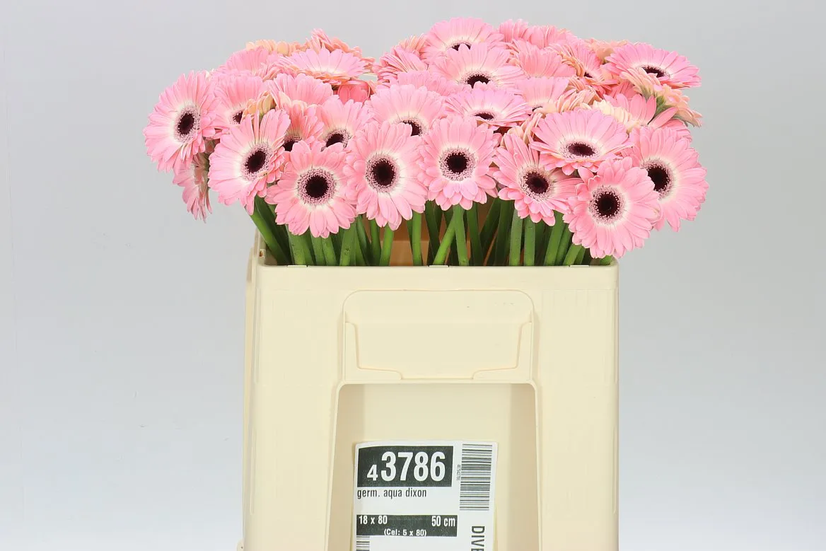 Germini Aqua Dixon • 50 cm